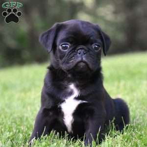 Spencer, Pug Puppy