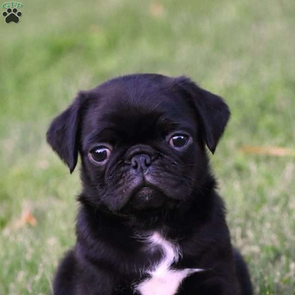 Spencer, Pug Puppy