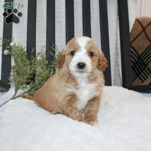 Fiasco, Mini Goldendoodle Puppy