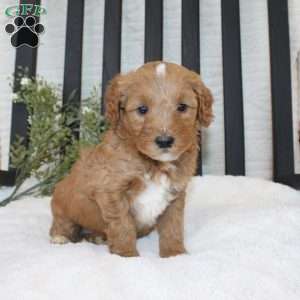 Fin, Mini Goldendoodle Puppy