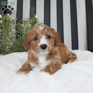 Frank, Mini Goldendoodle Puppy