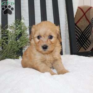 Freddy, Mini Goldendoodle Puppy