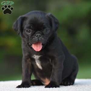 Sterling, Pug Puppy