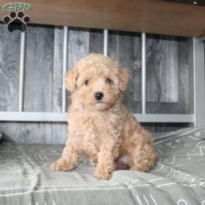 Beth, Miniature Poodle Puppy