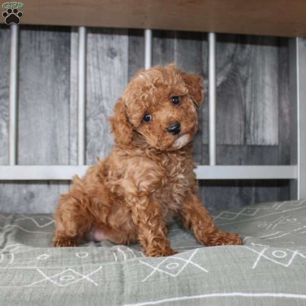 Barry, Miniature Poodle Puppy
