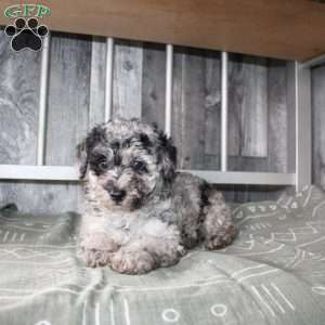 Becket, Miniature Poodle Puppy