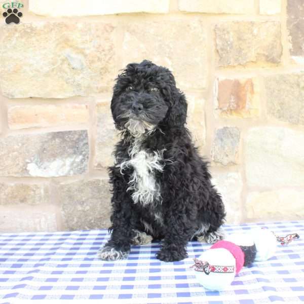 Jessie, Labradoodle Puppy