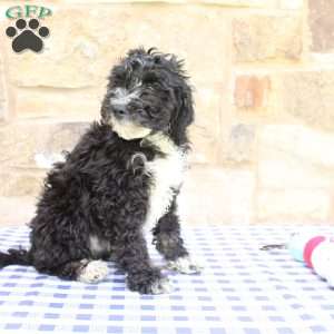 Jeff, Labradoodle Puppy