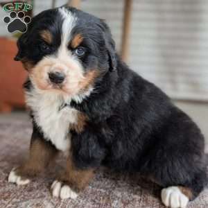 Hazel, Bernese Mountain Dog Puppy