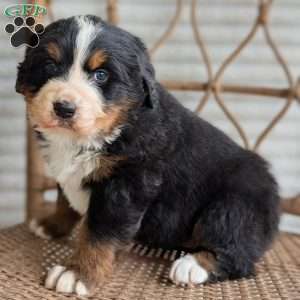 Hazel, Bernese Mountain Dog Puppy