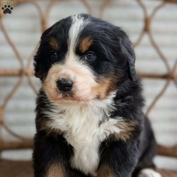 Hazel, Bernese Mountain Dog Puppy