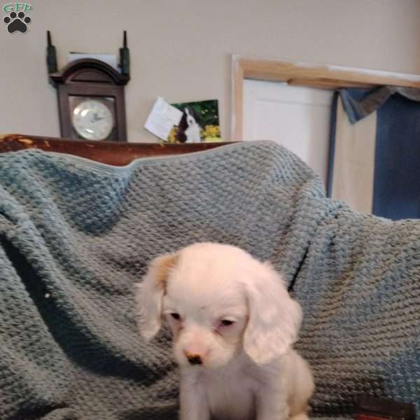 Petey, Cavalier King Charles Mix Puppy