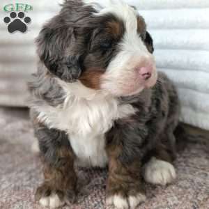 Spencer, Bernedoodle Puppy