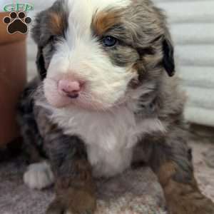 Spencer, Bernedoodle Puppy