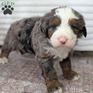 Spencer, Bernedoodle Puppy