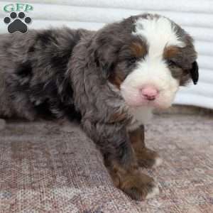 Spencer, Bernedoodle Puppy