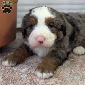 Spencer, Bernedoodle Puppy
