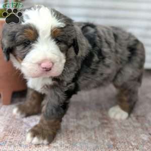 Spencer, Bernedoodle Puppy
