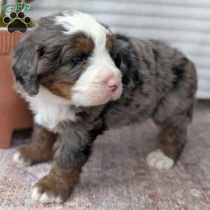 Spencer, Bernedoodle Puppy