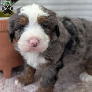 Spencer, Bernedoodle Puppy