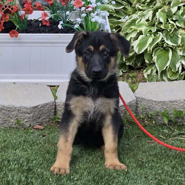 Fall, German Shepherd Puppy