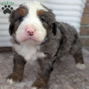 Spencer, Bernedoodle Puppy