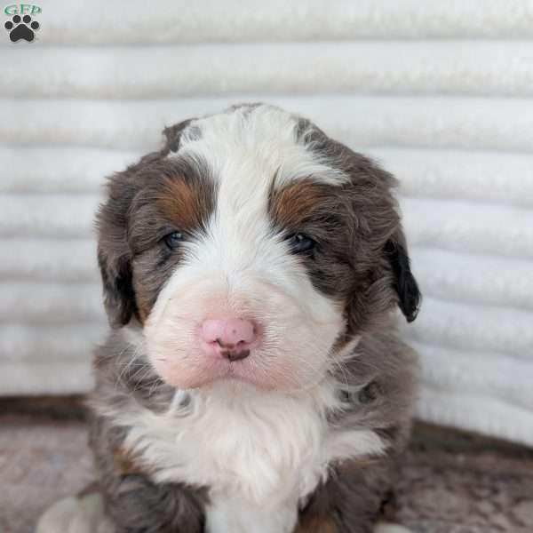 Spencer, Bernedoodle Puppy