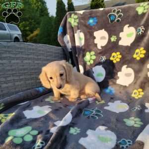 Romeo, Dachshund Puppy