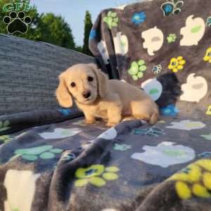 Romeo, Dachshund Puppy