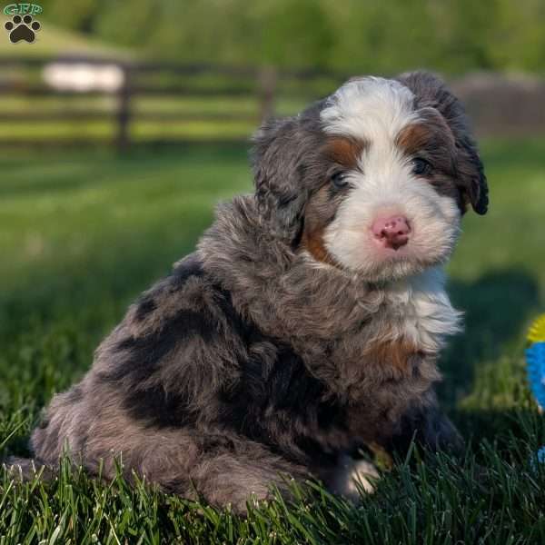 Spencer, Bernedoodle Puppy