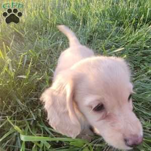 Romeo, Dachshund Puppy