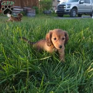 Rosie, Dachshund Puppy