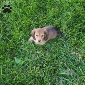 Rosie, Dachshund Puppy