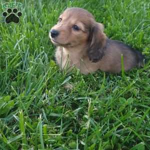 Rosie, Dachshund Puppy