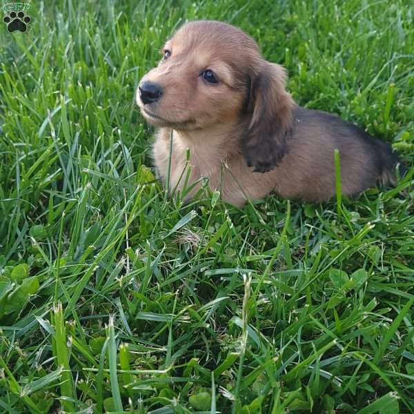 Rosie, Dachshund Puppy
