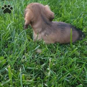 Rosie, Dachshund Puppy