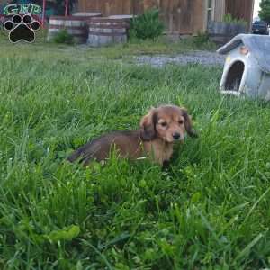 Rosie, Dachshund Puppy