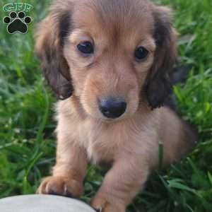 Rosie, Dachshund Puppy