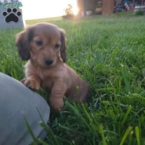 Rosie, Dachshund Puppy