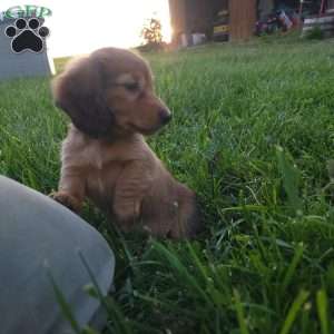 Rosie, Dachshund Puppy