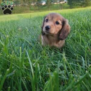 Rosie, Dachshund Puppy