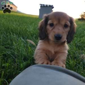 Rosie, Dachshund Puppy