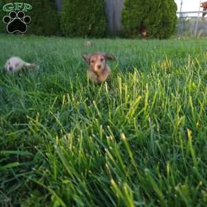 Rosie, Dachshund Puppy