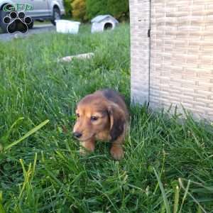 Rosie, Dachshund Puppy
