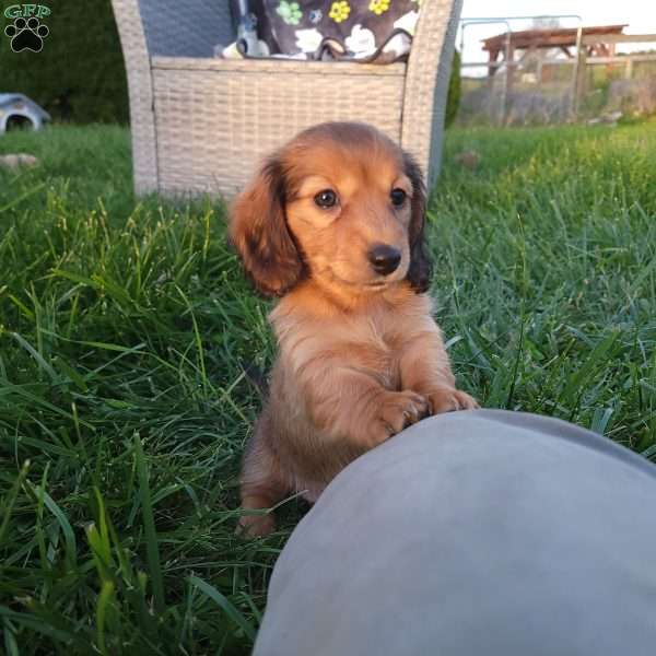 Rosie, Dachshund Puppy