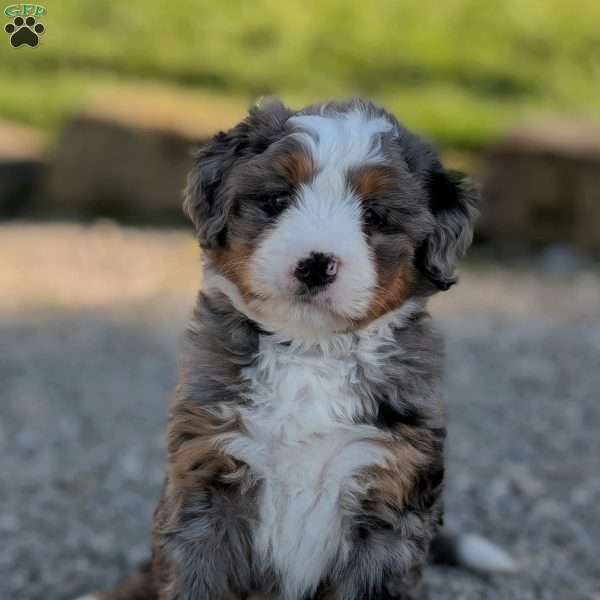 Skylar, Bernedoodle Puppy