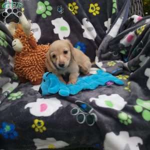 Romeo, Dachshund Puppy