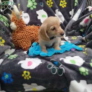 Romeo, Dachshund Puppy
