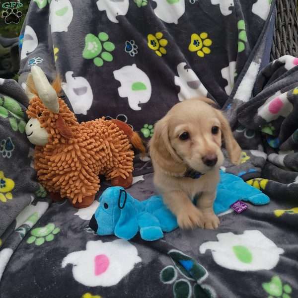 Romeo, Dachshund Puppy