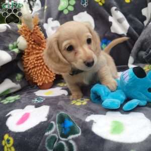 Romeo, Dachshund Puppy